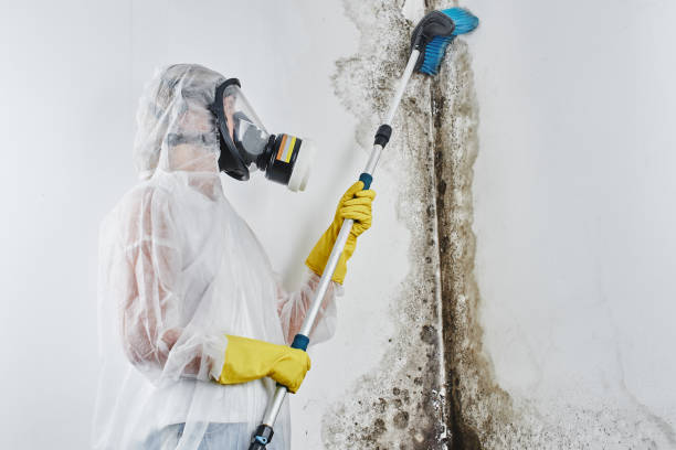 Plant City, FL Mold Removal Company