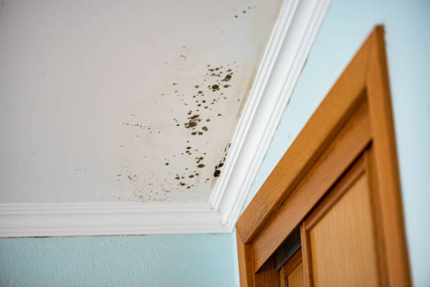 Best Residential Mold Removal  in Plant City, FL