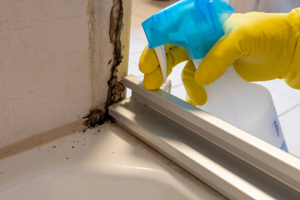 Best Mold Testing  in Plant City, FL