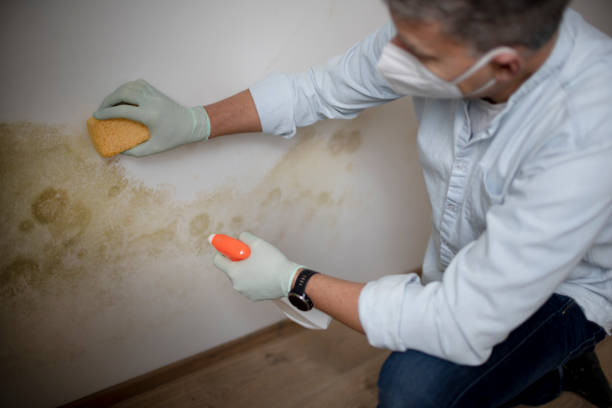 Home Mold Removal in Plant City, FL