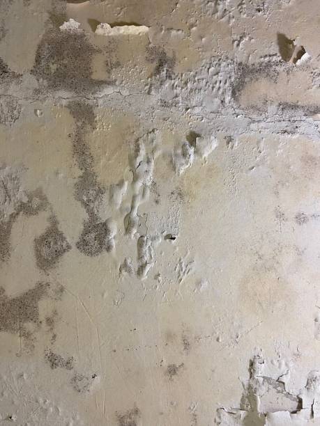 Best Certified Mold Removal  in Plant City, FL