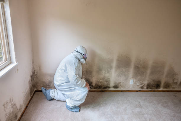 Best Crawl Space Mold Removal  in Plant City, FL