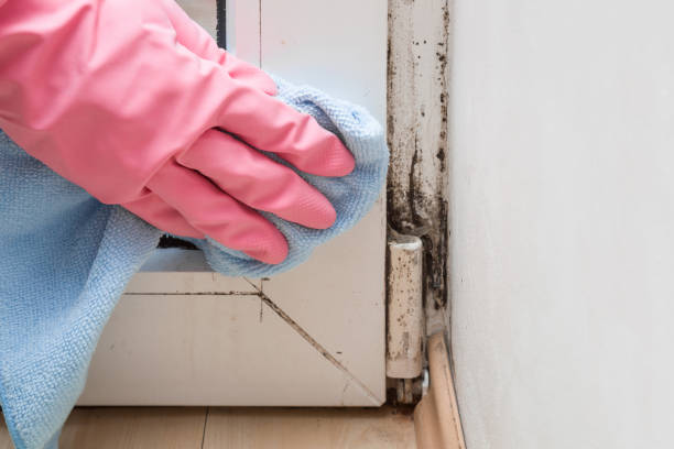 Best Mold Testing  in Plant City, FL