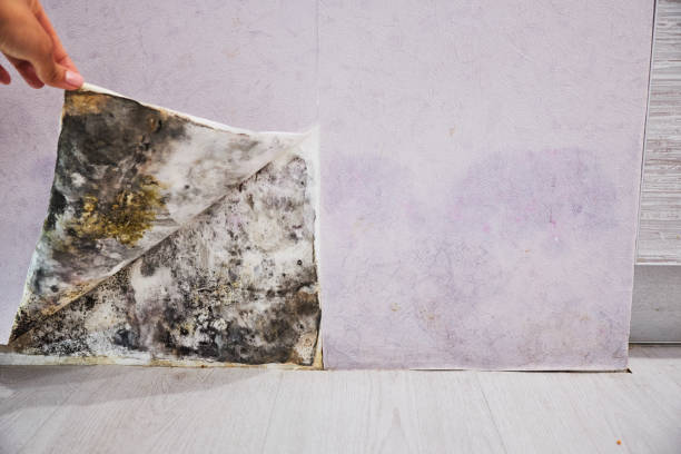 Best Commercial Mold Removal  in Plant City, FL